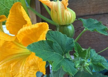 pumpkin flowers