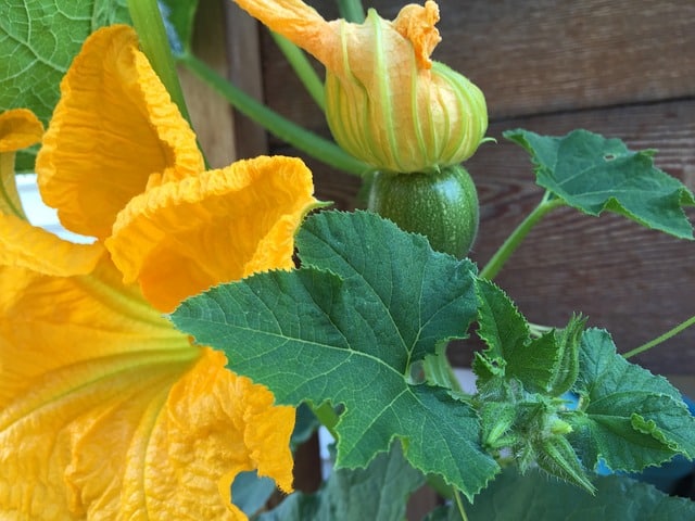 pumpkin flowers