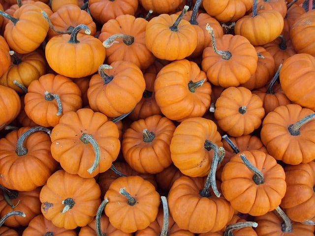 small pumpkins