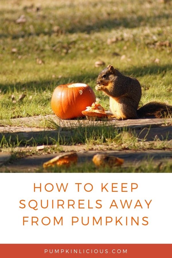 HOW TO STOP SQUIRRELS FROM EATING PUMPKINS