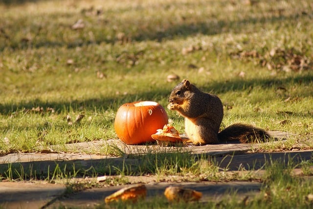 how to keep squirrels away from pumpkins