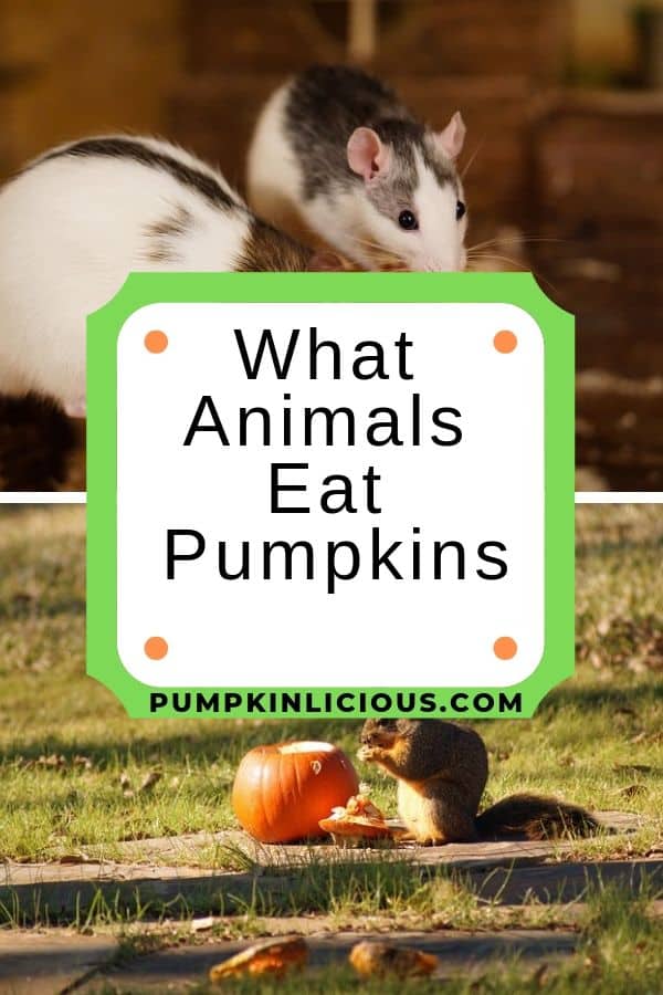 animals eating pumpkins