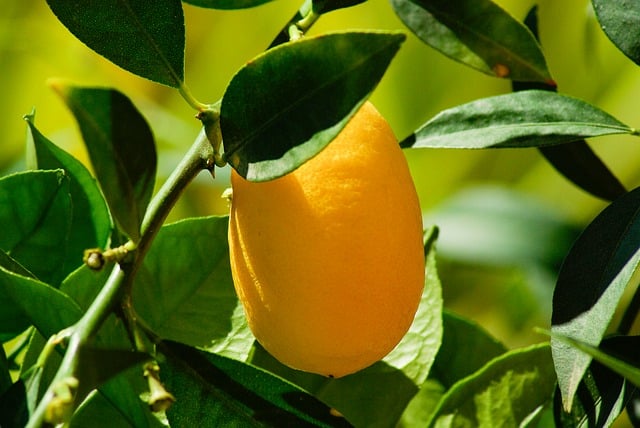 make pumpkin kumquat marmalade from this tree