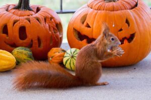 how to keep squirrels from eating pumpkins