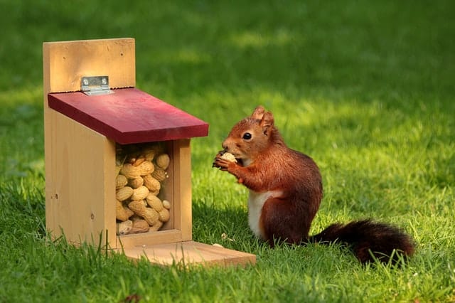 stop squirrels eating pumpkin plants