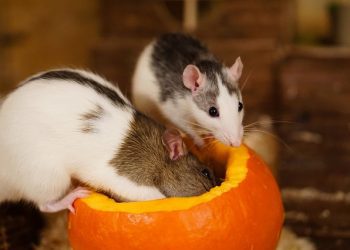 what animals eat pumpkins