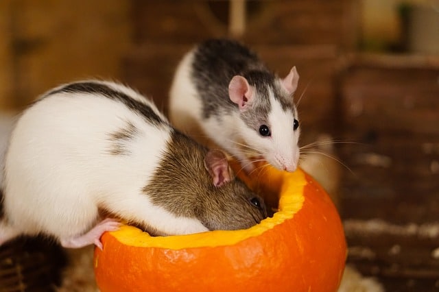 what animals eat pumpkins