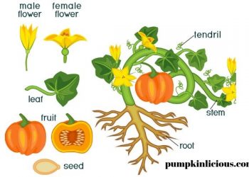 pumpkin anatomy