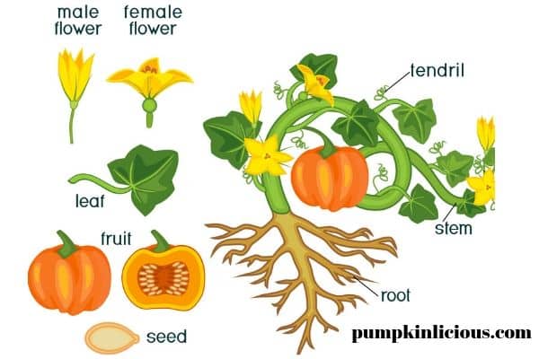 pumpkin anatomy