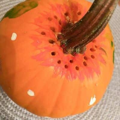 preparation of pumpkin for flowers