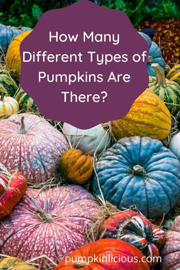 Types of Pumpkins 