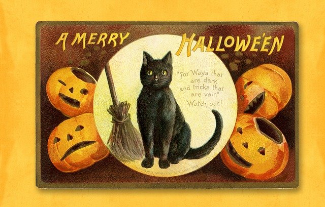 pumpkin cat ideas