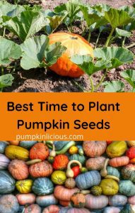 When is the Best time to Plant Pumpkin seeds in 2022?