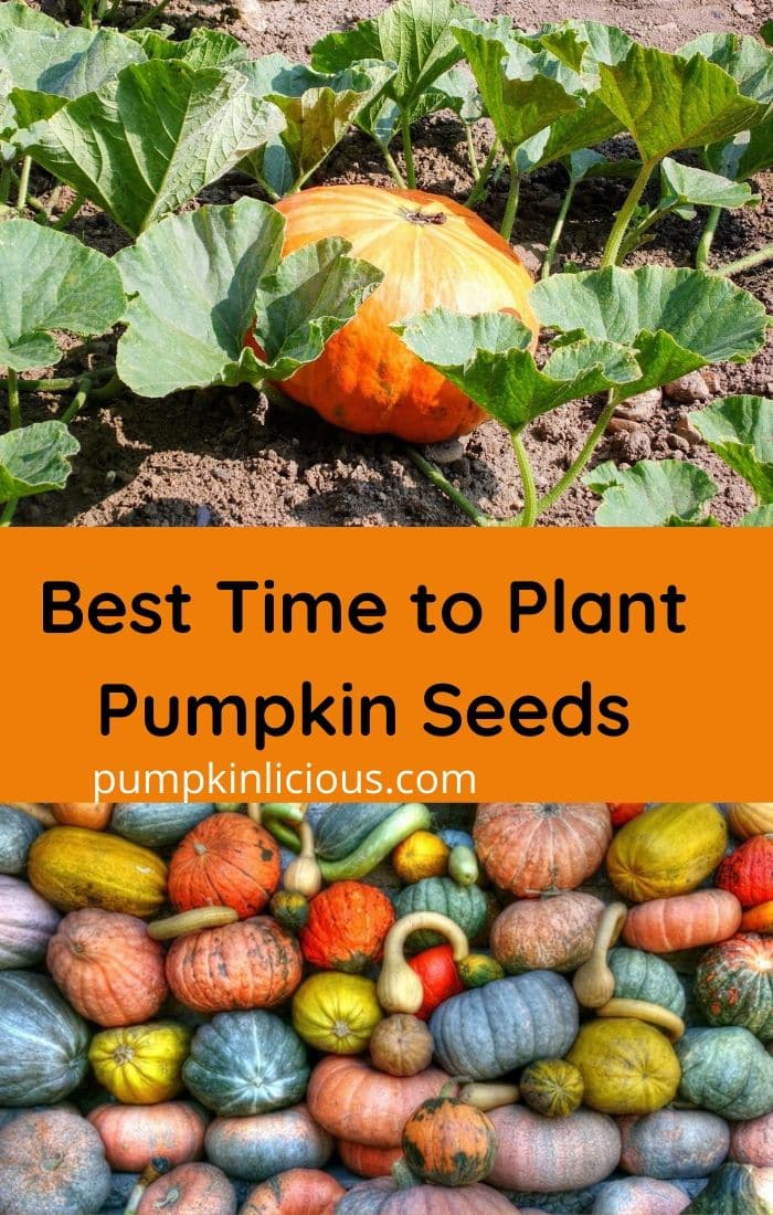 When is the Best time to Plant Pumpkin seeds