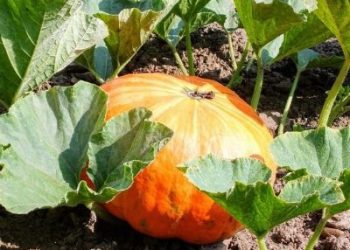 best time to plant pumpkin seeds