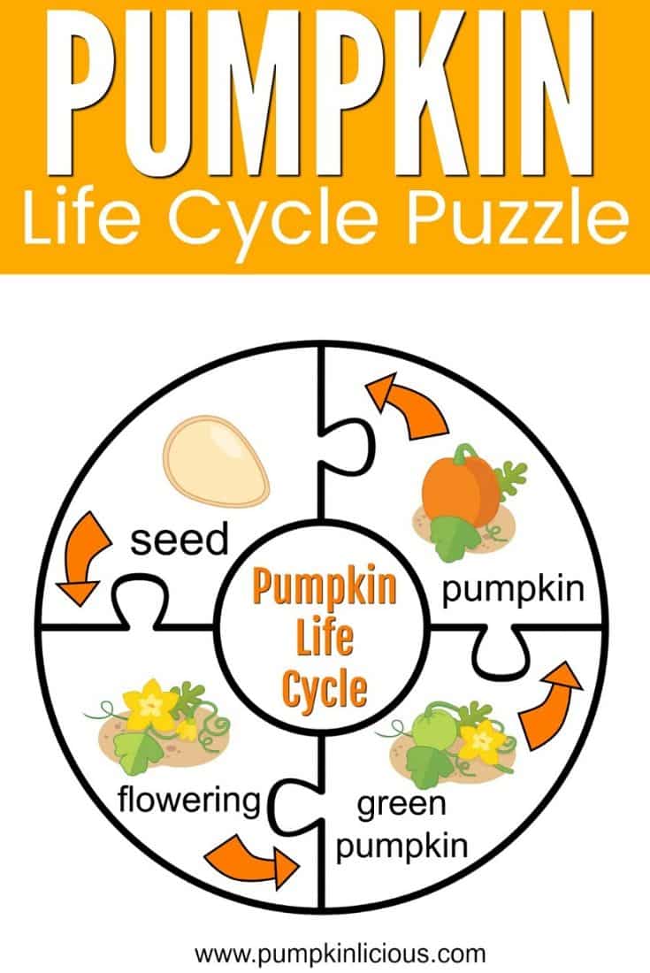 life cycle of a pumpkin puzzle