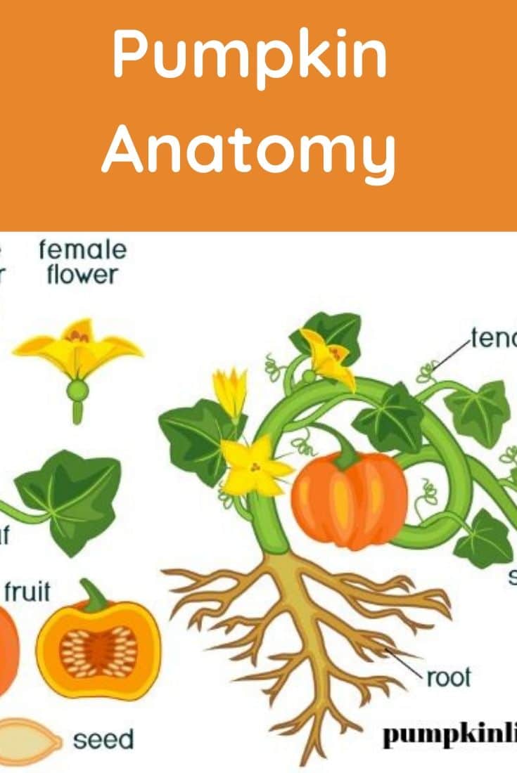 what are different part of pumpkin called