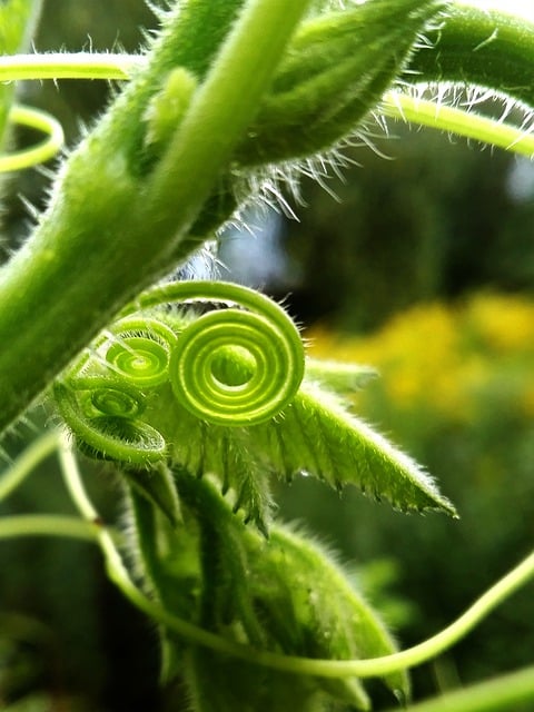 pumpkin tendrils