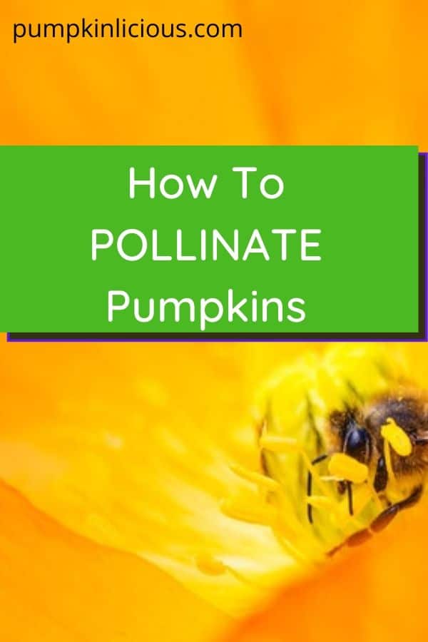 How to Pollinate Pumpkins