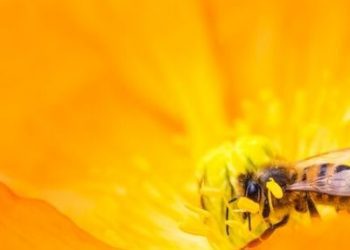 bee pollinating pumpkin flower