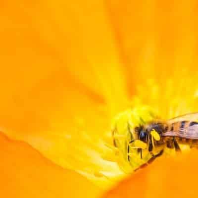 bee pollinating pumpkin flower