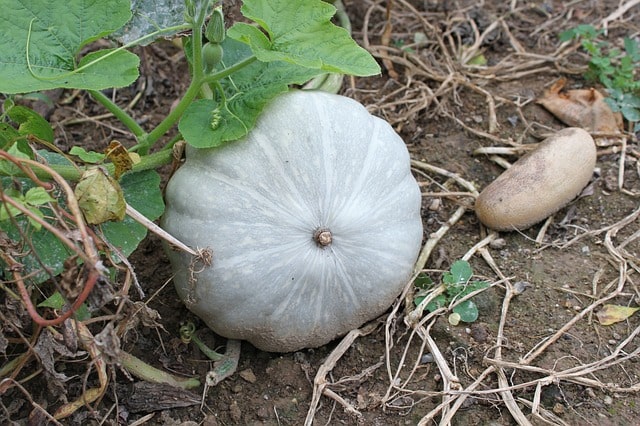 Jarrahdale pumpkin picture