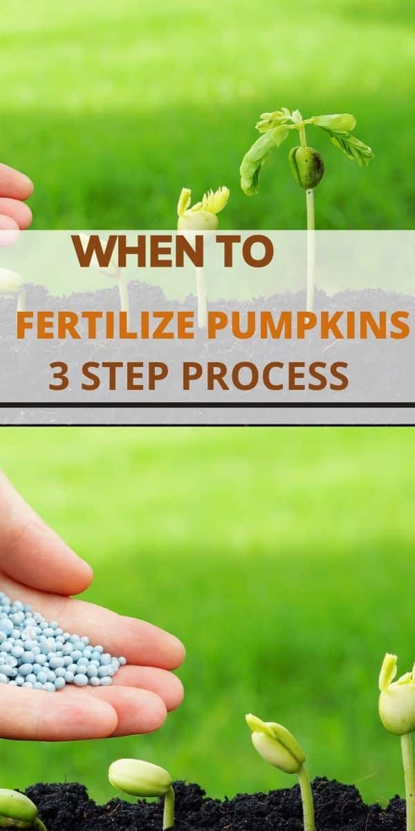 when to fertilize pumpkins