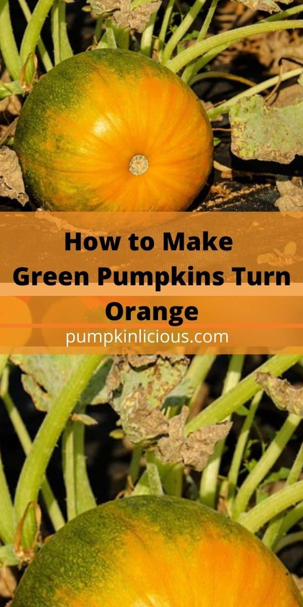 How to Turn Green Pumpkins Orange