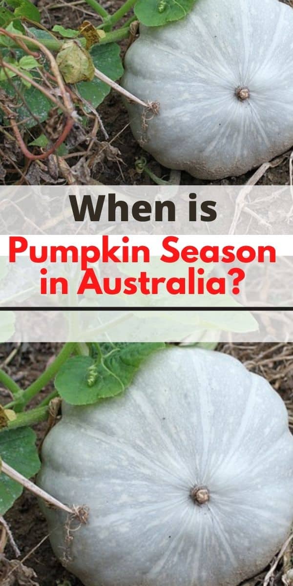 When is Pumpkin Season in Australia