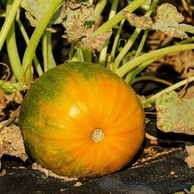 How to Turn Green Pumpkins Orange