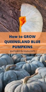 How to Grow Queensland Blue Pumpkins
