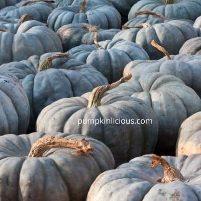 queensland blue pumpkins