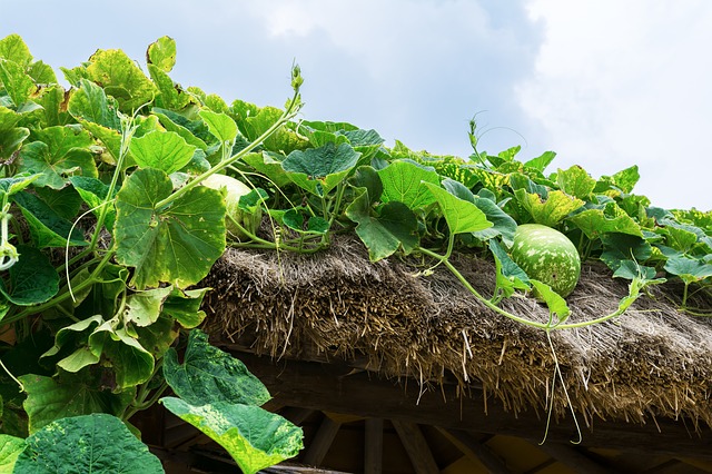 healthy pumpkin vine