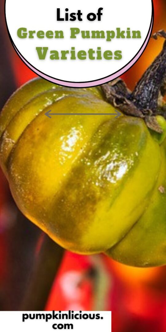 green-pumpkin-varieties-list-how-many-different-types-are-there
