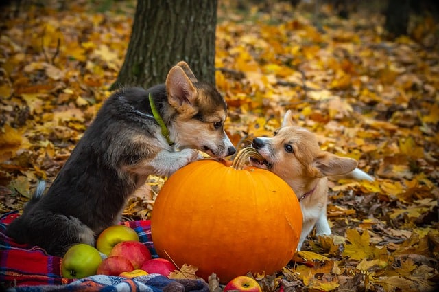 how much canned pumpkin do you give a puppy