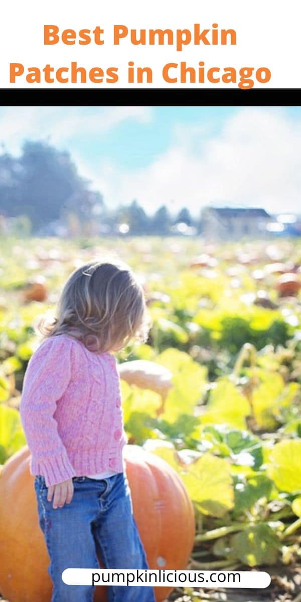 Best Pumpkin Patches in Chicago