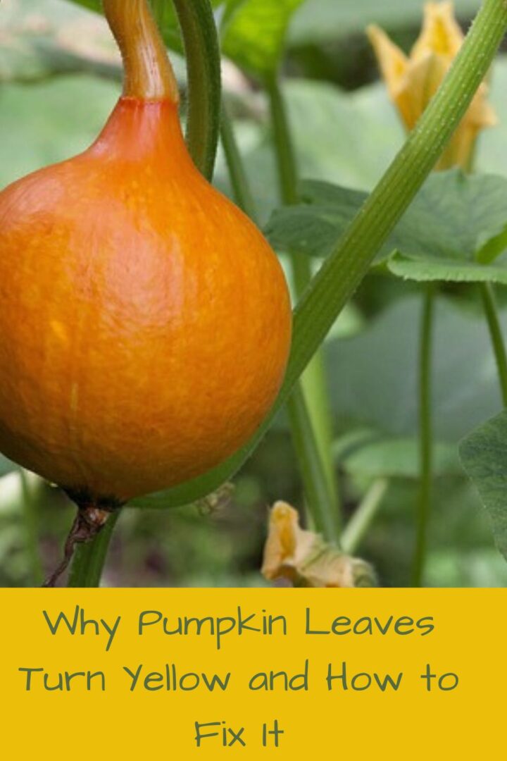 Why are my Pumpkin Leaves Turning Yellow and Brown