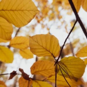 pumpkin leaves yellow